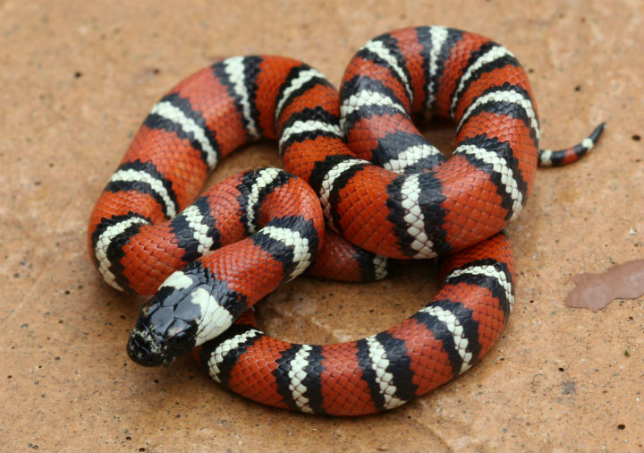 California Mountain Kingsnake